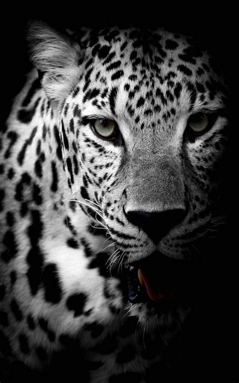 10 Best Black And White Leopard Wallpaper Full Hd 1920×