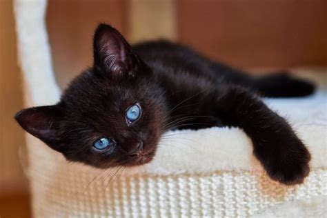 Black Cat With Blue Eyes Breed Merlene Mendenhall