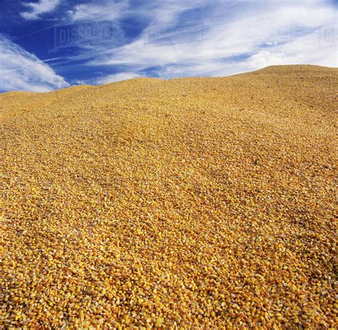 Agriculture A Large Pile Of Freshly Harvested Grain Corn Awaits