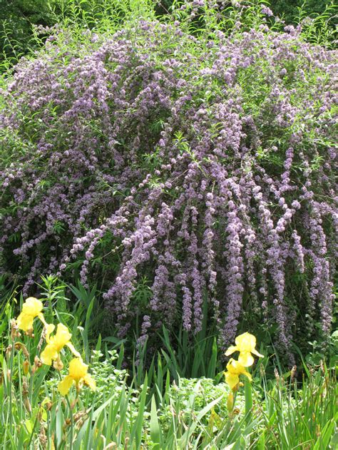 Der sommerflieder, auch als schmetterlingsflieder bekannt, ist sehr robust und eignet sich auch für anfänger. Sommerflieder schneiden - Mein schöner Garten