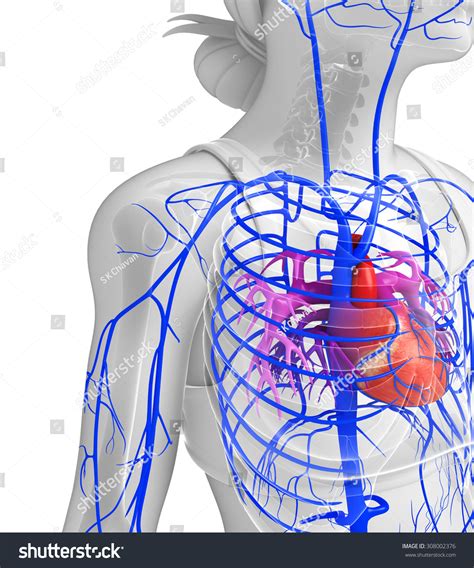 3d Rendered Illustration Female Heart Anatomy Stock Illustration