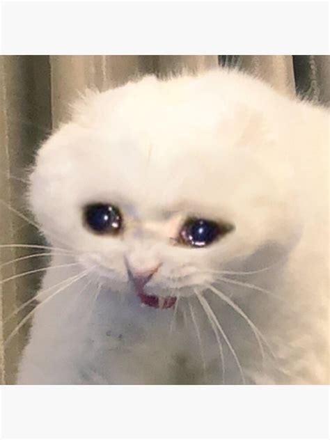 What Type Of Cat Is This In The Crying Cat Meme Is It A White