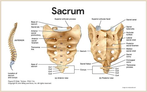 Region Of The Sacrum