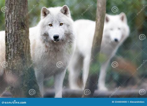 Portrait Of An Artic Wolf In The Forest Stock Photo Image Of Animal