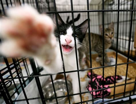 Meet The Cats Who Survived The Bahamas Hurricane Now Theyre In Nj