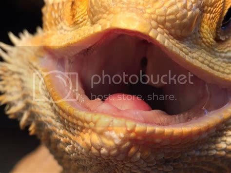 Beardie Gaping And Has White Palate With Specks On It • Bearded Dragon