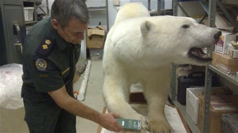 Microchips Ensure Fair Legal Polar Bear Hunting Rci English