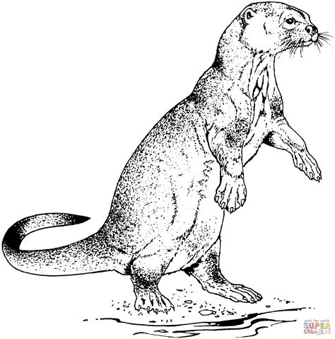 Otter Coloring Pages Download And Print For Free
