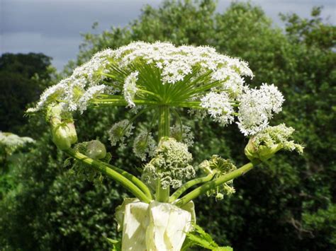 Giant Hogweed 8 Facts You Must Know About The Toxic Plant