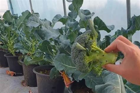 How To Grow Broccoli In Pots Wilson Garden