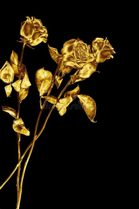 Gold Roses Stock Photo Image Of Celebration Flower Freshness 7030528