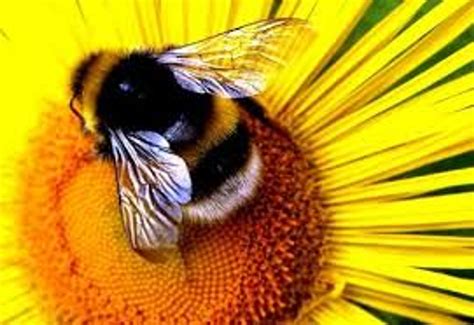 Attracting Pollinators and Beneficial Insects Class
