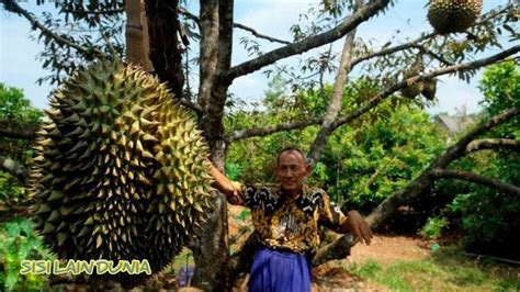 Durian Terbesar Di Indonesia Seperti Ini Isinya Youtube