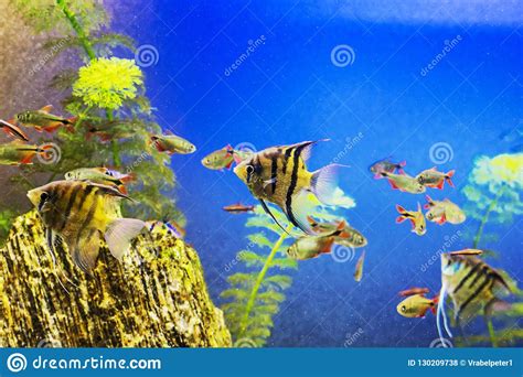 Yellow Fish Under Water Sea Scene Stock Photo Image Of