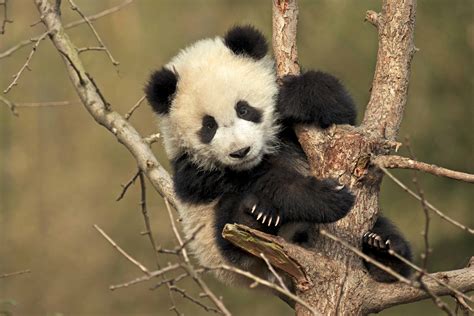 Watch As Adorable Baby Panda Wrestles With A Tree He Is