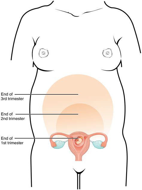 Uterus While Pregnant XXX Porn Library