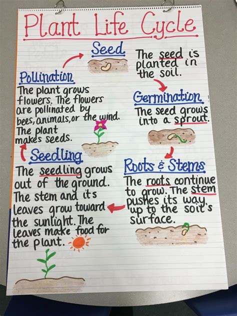 Plant Life Cycle Worksheet Grade 5 Kidsworksheetfun
