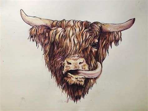 Highland Cow Drawing Tutorial Bmp Minkus