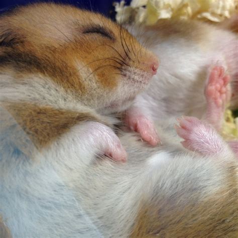 Sleeping Hamster Sooooo Cute Baby Animals Super Cute Funny