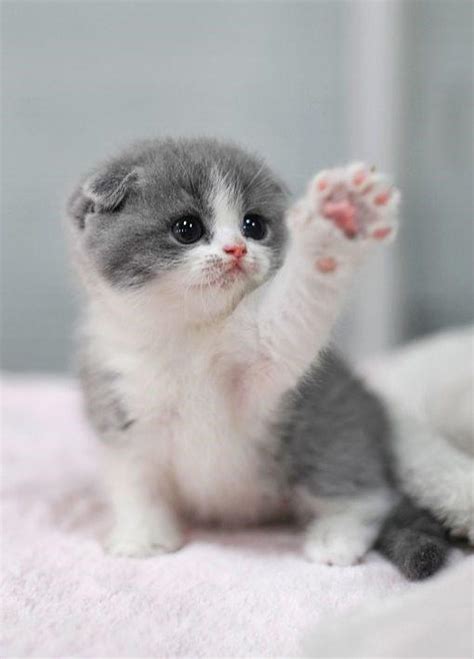 A Cute Little Baby Tiny Kitten Eyebleach