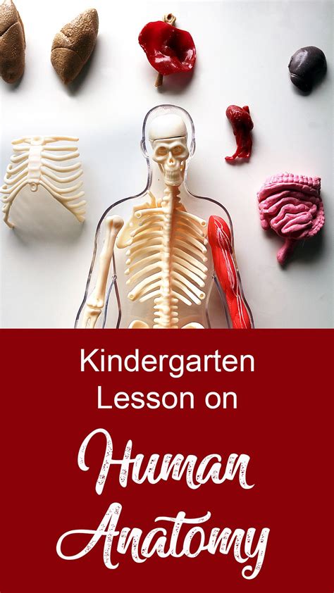 Human Anatomy Lesson Plan For Kindergarten And Elementary Anatomy Lessons Kindergarten Lesson
