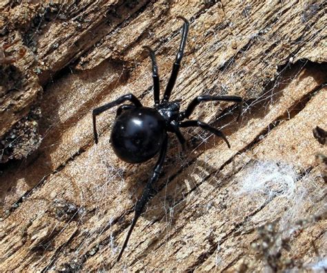 What To Do If A Lurking Spider Bites Victoria Times Colonist