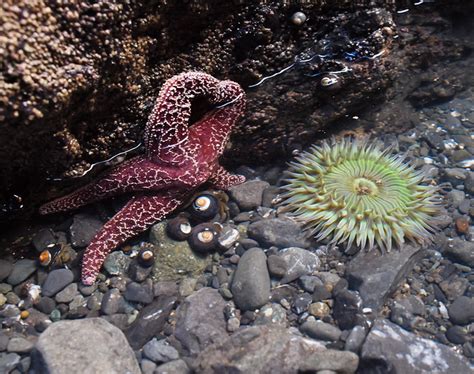 Purple Ochre Sea Star Pisaster Ochraceus And Starburst Anemone