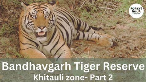 A Perfect Wildife Safari Khitauli Zone Bandhavgarh Part 2 Tigers