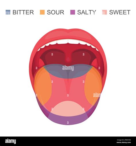 Vector Illustration Of A Basic Taste Areas On Human Tongue Sour Sweet