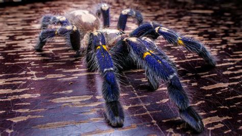 17 Extraordinary Facts About Sapphire Tarantula