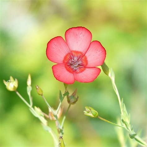 500 Red Scarlet Flax Linum Grandiflorum Rubrum Flower Seeds Etsy