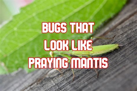 5 Bugs That Look Like A Praying Mantis With Pictures
