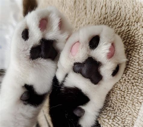 Cats Need Their Claws Alternatives To Declawing Your Cat Just Cats