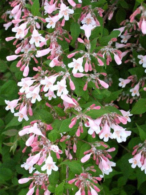 18 Beautiful Spring Flowering Shrubs That Will Bloom Year After Year