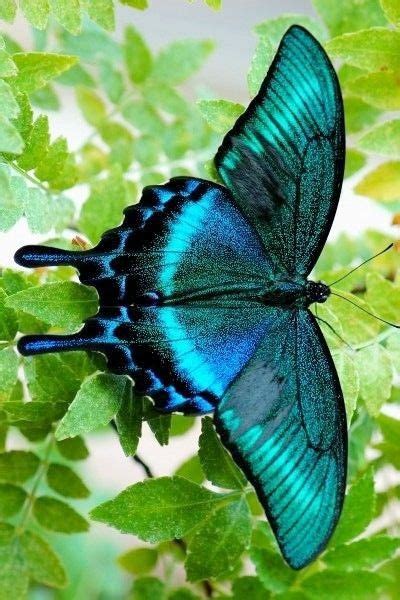 Pin By Joyce Flores On Beautiful Butterflies Beautiful Butterfly