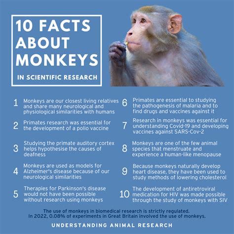 10 Facts Monkeys Understanding Animal Research