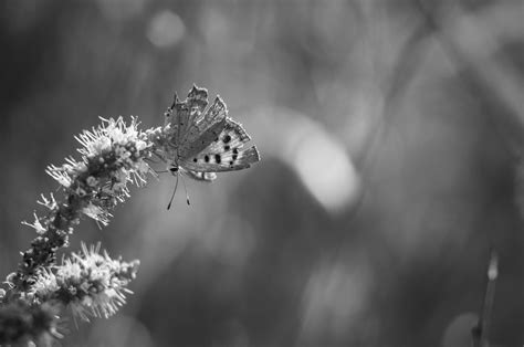 Free Images Nature Branch Winter Dew Black And White