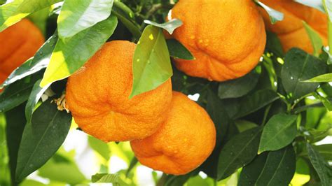Orange Amère Bienfaits Utilisation Posologie Astuces