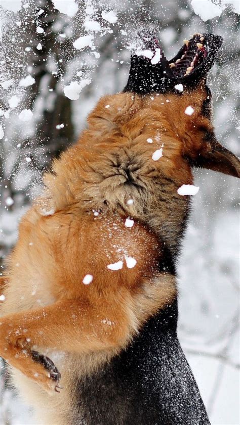 Download Wallpaper 800x1420 German Shepherd Dog Snow Jump Game