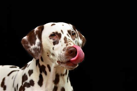 All About Your Dogs Tongue Urban Paws