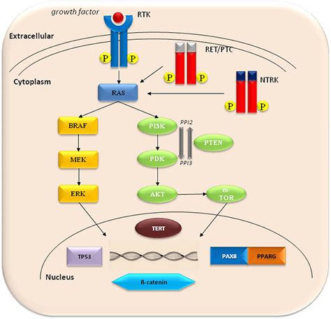 Frontiers Update On Fundamental Mechanisms Of Thyroid Cancer