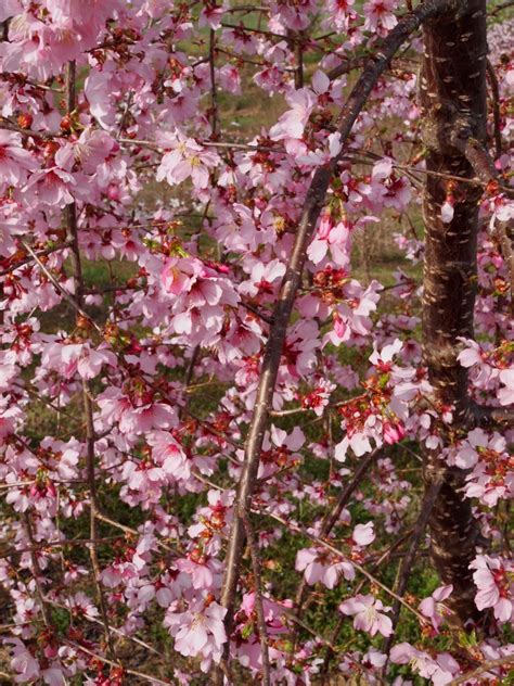 Read full article related product. Pink Cascade™ Flowering Cherry | NC State Extension