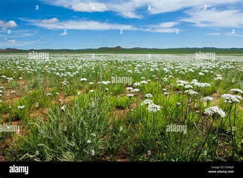 Steppe Flower Hi Res Stock Photography And Images Alamy