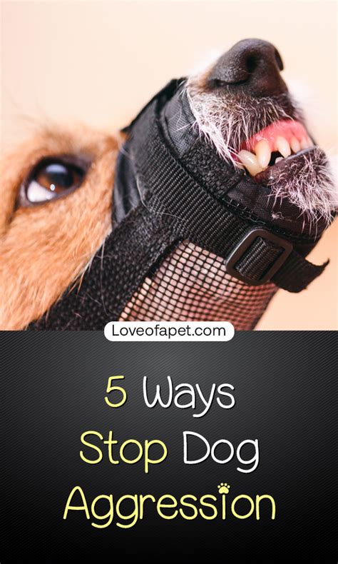 How To Stop Dog Aggression 5 Ways Love Of A Pet Aggressive Dog