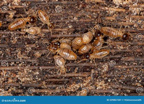 Adult Nasute Termites Stock Image Image Of Arthropod 229867341