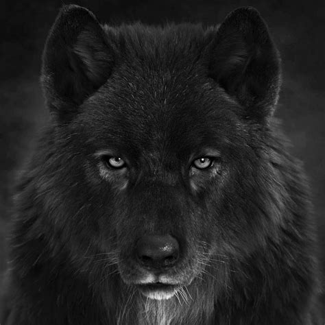 Black Wolf Head Massimo Righi