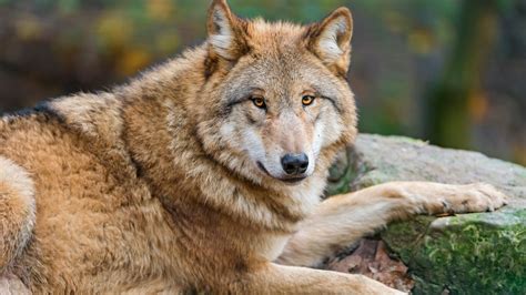 خلفيات حيوانات Animal Wolf Brown 4k Hd Site Awy