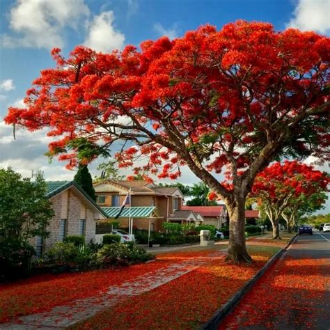 Flame Tree Flamboyant Royal Poinciana Delonix Regia Tropical