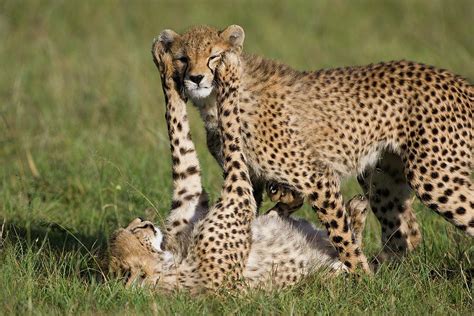 Cheetah Cubs Playing Photograph By Suzi Eszterhas Pixels