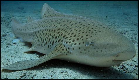Leopard Shark Untamed Science